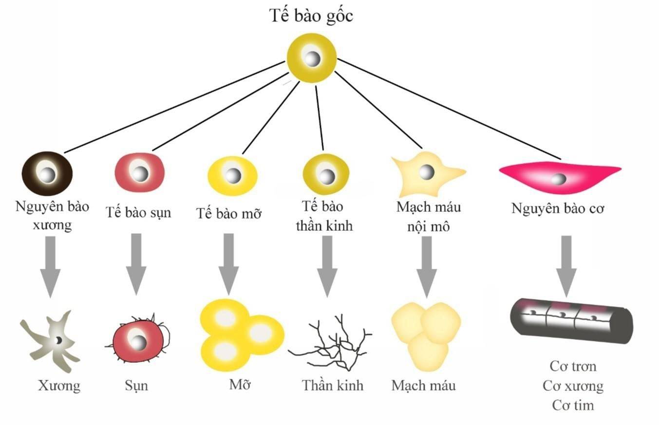Tế bào gốc là gì, có tác dụng gì cho da?